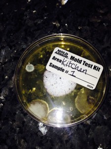 mold-test-kit-seattle